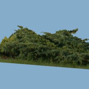 Σετ πλατύφυλλων δέντρων 3d μοντέλο