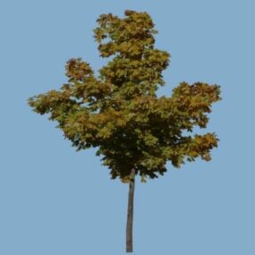 3д модель Летнего широколиственного дерева