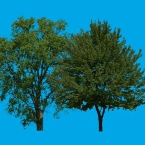 3д модель большого широколиственного дерева
