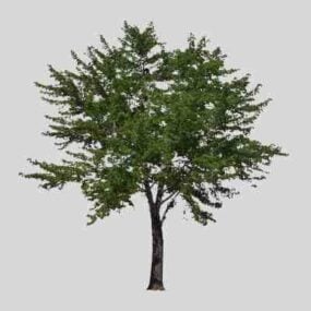 3D model tropického širokolistého stromu
