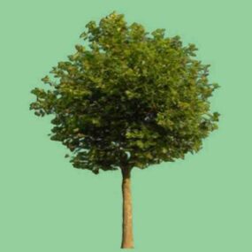 3д модель садового широколиственного дерева