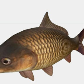 קרפיון דג נהר בעלי חיים דגם תלת מימד