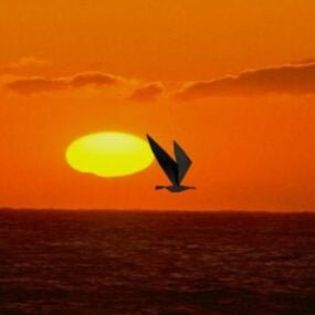 Flying Bird Sunset Sky 3d model