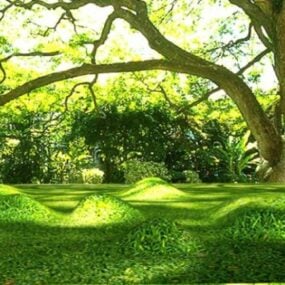 Krajobraz leśny z dużym drzewem Model 3D