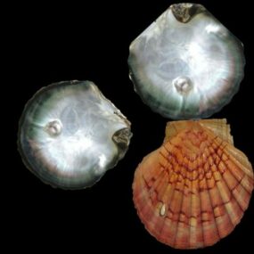 Perla Shell Sea Animal 3d-modell