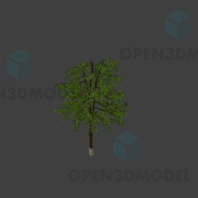 黑板树，乳木松花3d模型