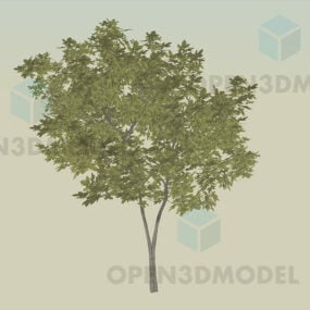 Pohon Ukuran Sedang Dengan Daun Hijau, Model 3d Pohon Taman