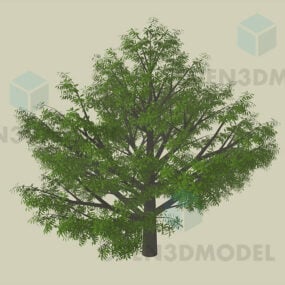 Mangobaum, großer Baum 3D-Modell