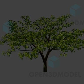 Lönnträd, sommarträd 3d-modell