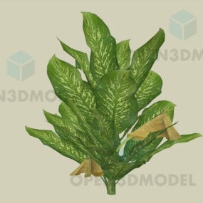 Φυτό Sri Rejeki με μεγάλα φύλλα τρισδιάστατο μοντέλο