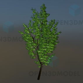 3d модель Високе дерево з листям