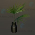 Black Vase With Small Palm Plant