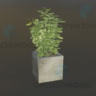 Small Leaf Plant In Concrete Pot