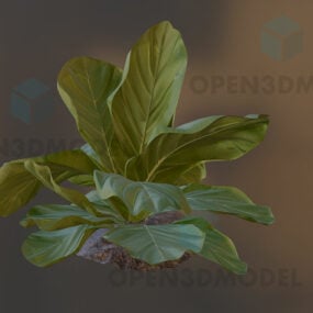 Small Plant Leaf On Solid Land 3d model