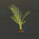 Yerde Palmiye Yaprağı Bitkisi